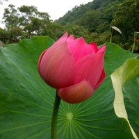 Iris Huang