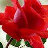 Suresh Ks
