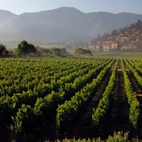 Selección Vspt Wine Group