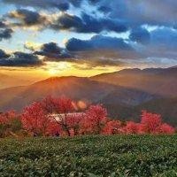 张英峰