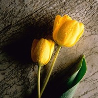 Mohamed Jahan