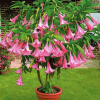 Алена Козырева