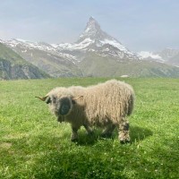 Alumni Network Of Swiss Semester