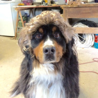 Buster Le Fluffy