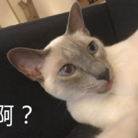 Weijia Tao