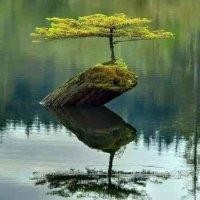 王瑞军