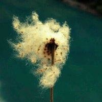 阳小弋