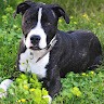 Shaolin Thedog