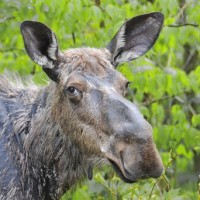 Will and Tom Bateman