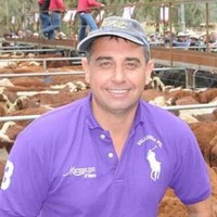 DINO michelini