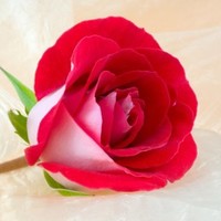 Malathi M