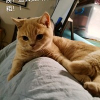 林茵茵