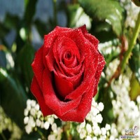 Ali Qadomy
