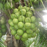 Mudas Herculandia Produção e Comercio de Mudas Frutíferas