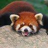 Raff M