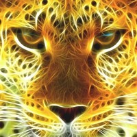 Gold Tiger