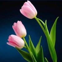 Vijaya kamakshi Rayudu