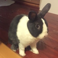 林欣儒
