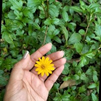 Harini N