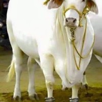 Prakuruthi Prakash