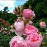 md arfat hossain