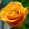 Hiya Chatterjee