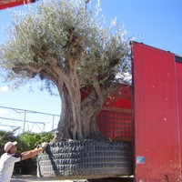 Magdalena Rocamora Gonzalvez