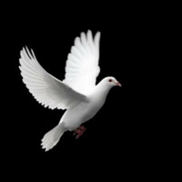 حفصـــة المــاحــي