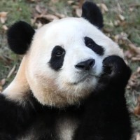 Ethan Zhang