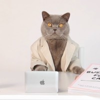 Cheddar (Chillin with)