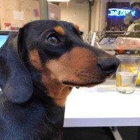 Pablo The Pup