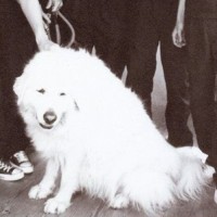 李瑶琦