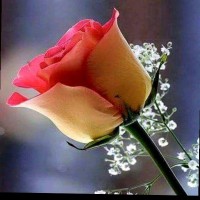 Syed Zain Ul Abideen