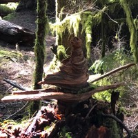 Teresa Brisbin-Keinonen