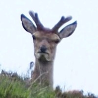Felopes Ypkes