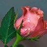 Saranya K R