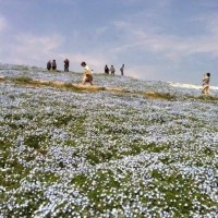 カインカインスエカイン
