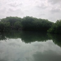Essa Jamali