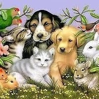PetsFirst Edmonton