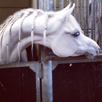 Fatima Bint Hazza Bin Zayed