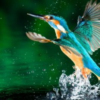 Priyanka Keshav Pandey