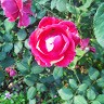Kuldeep ----
