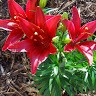 Heidi Friedrich
