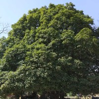 李学宝