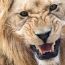 Anass Aboussiber