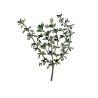 A Bundle Of Thyme Online Magazine