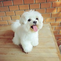 张委托