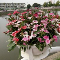 Cuc Van Thi Kim