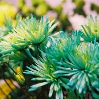 PUNNAYURKULAM ZAINUDHEEN