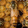 Bienenkönigin G.